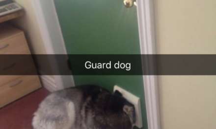 Guard Dog