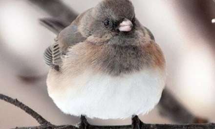 A little fluffy bird