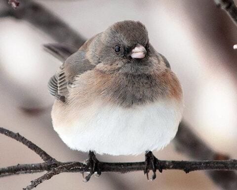 A little fluffy bird