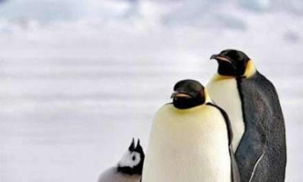 Cute Penguin Family
