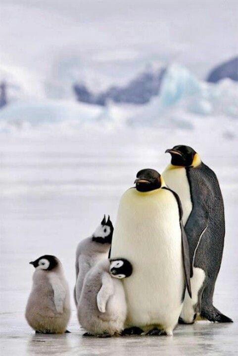 Cute Penguin Family | Too Cute To Bear