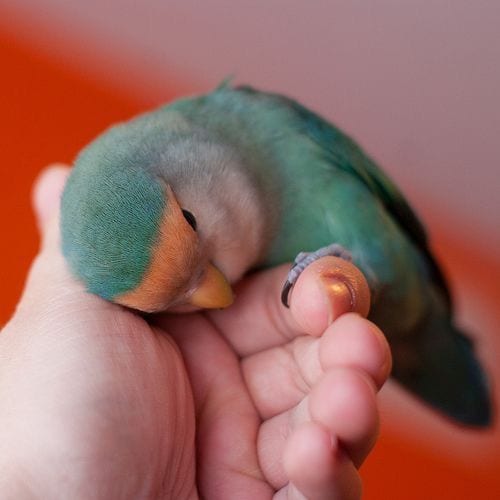 Sweet Bird