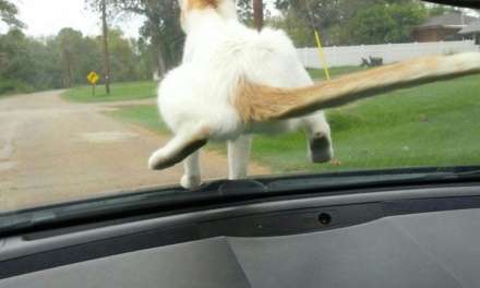 A cat dropped on my windshield