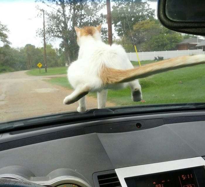A cat dropped on my windshield