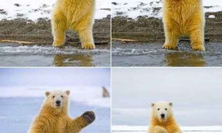 Yes, polar bears are amazing dancers