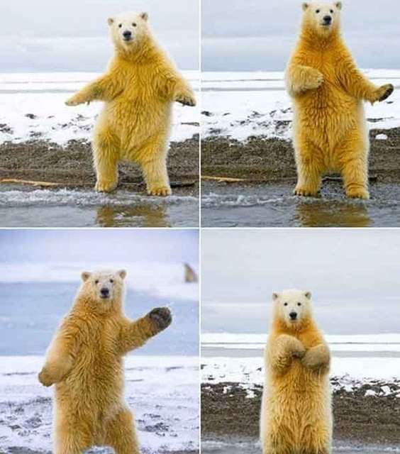 Yes, polar bears are amazing dancers