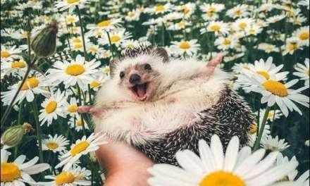 Another happy hedgehog