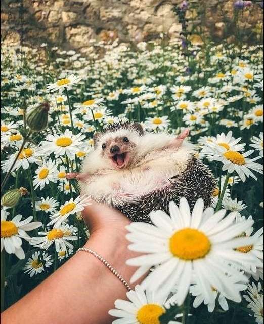 Another happy hedgehog