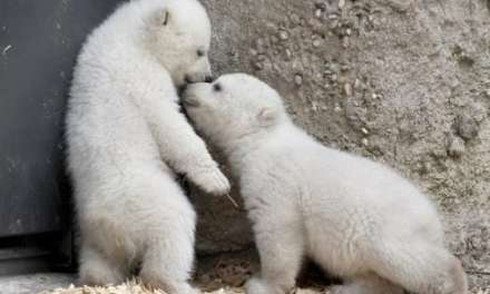 Twin Polar Bear Cubs