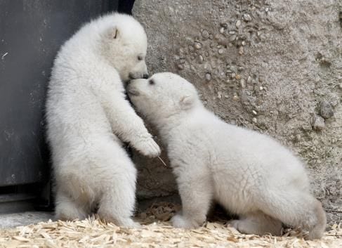 Twin Polar Bear Cubs