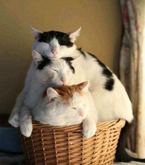 Pile of cats