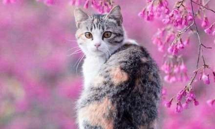 Floral feline purrfection