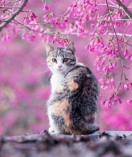 Floral feline purrfection