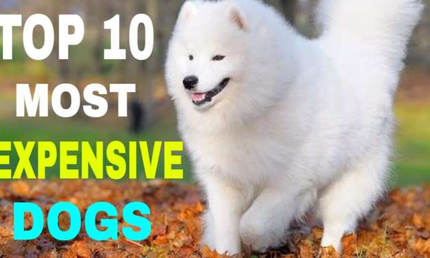 10 Most Expensive Dog Breeds