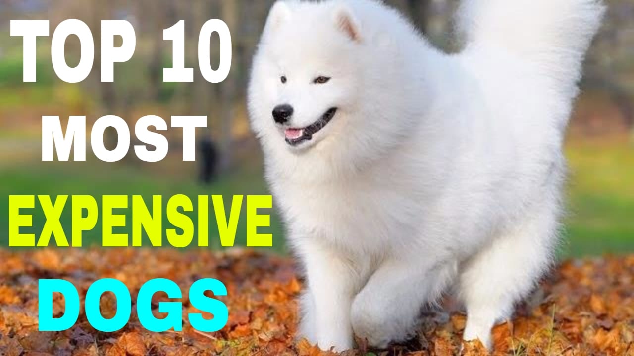 top 10 expensive dogs