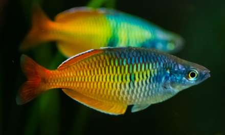 10 Best Freshwater Fish for Your First Home Aquairum