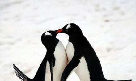 Penguin smooches