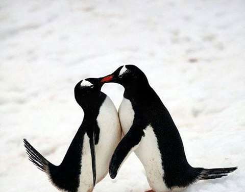 Penguin smooches