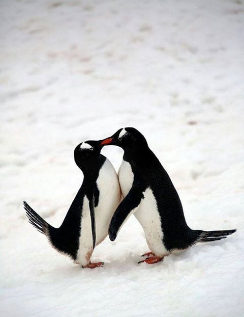 Penguin smooches