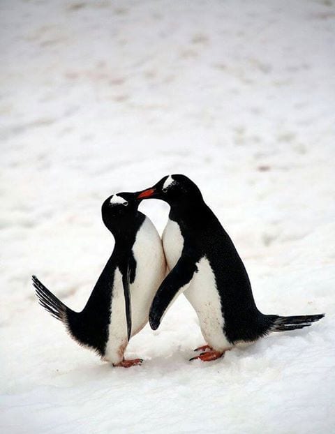 Penguin smooches