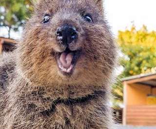 Happy Little Quokka