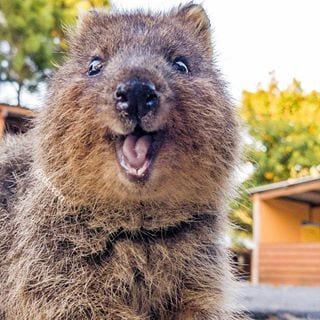 Happy Little Quokka