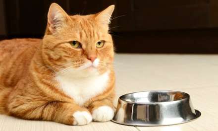 10 Food That You Should Keep Away from Your Cat