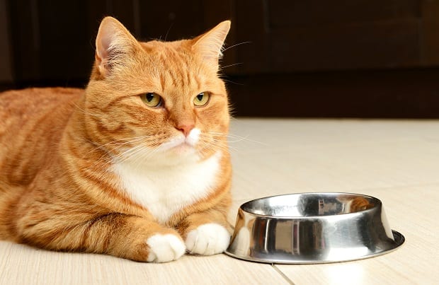 10 Food That You Should Keep Away from Your Cat