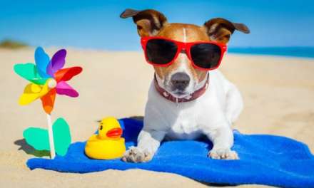 9 Must-Haves for Dogs in the HOT HOT Summer