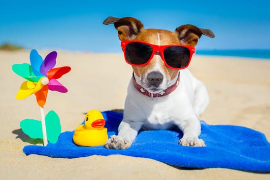 9 Must-Haves for Dogs in the HOT HOT Summer