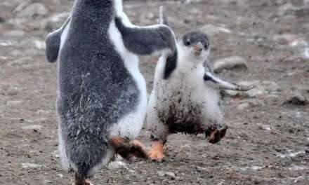 Happy Penguin