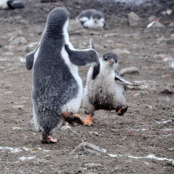 Happy Penguin