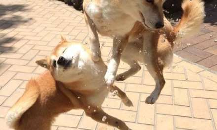 Call Me Kungfu Master