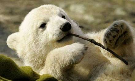 Polar Bear Cub