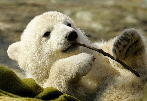 Polar Bear Cub