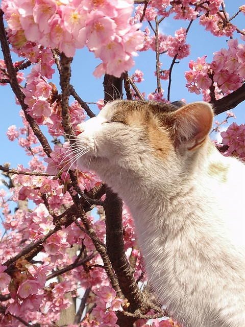 Smell the flower