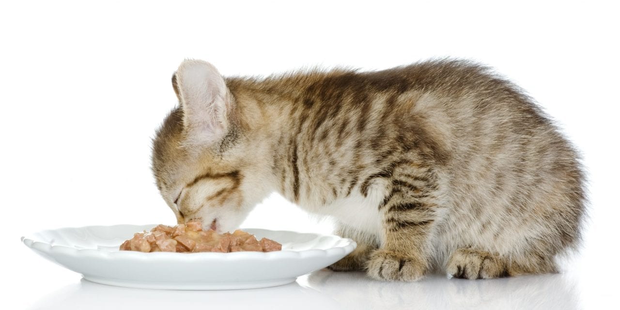 7 of the Best Overall Cat Supplements