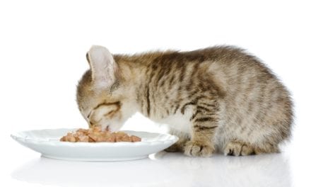 7 of the Best Overall Cat Supplements