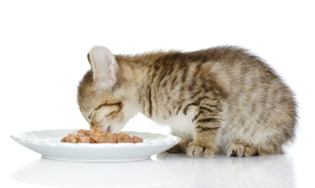 7 of the Best Overall Cat Supplements