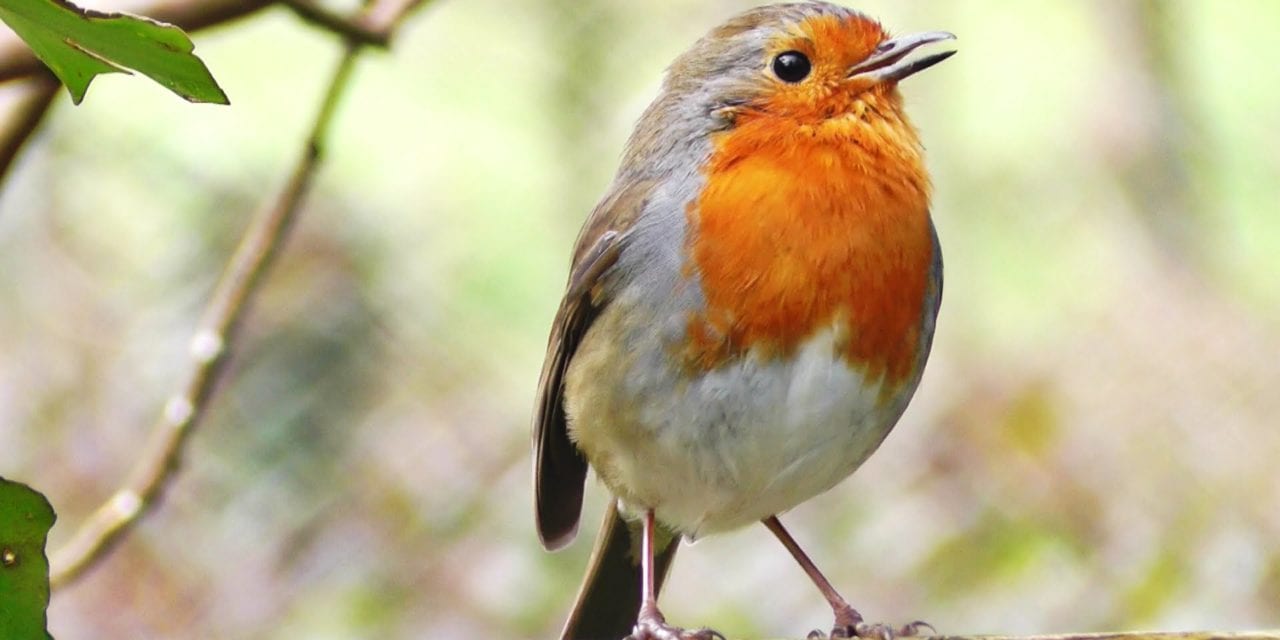 12 Things About Birds That Will Surprise  You