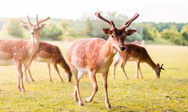 Pack of Fallow Deer