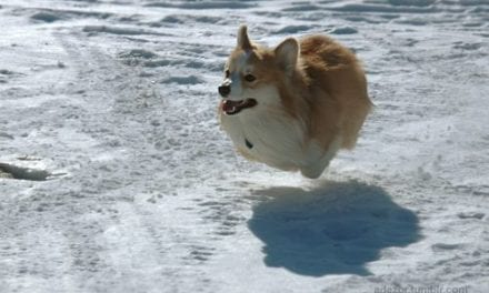 Flying Corgi