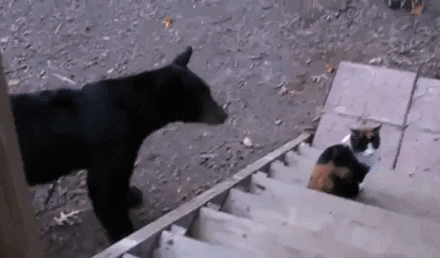 Leave Me Alone, You Dumb Bear!