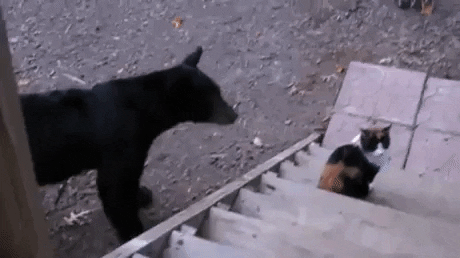 Leave Me Alone, You Dumb Bear!