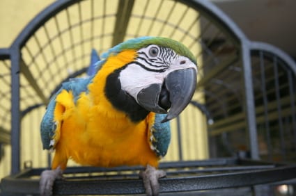 Top 10 Best Bird Cages to Buy