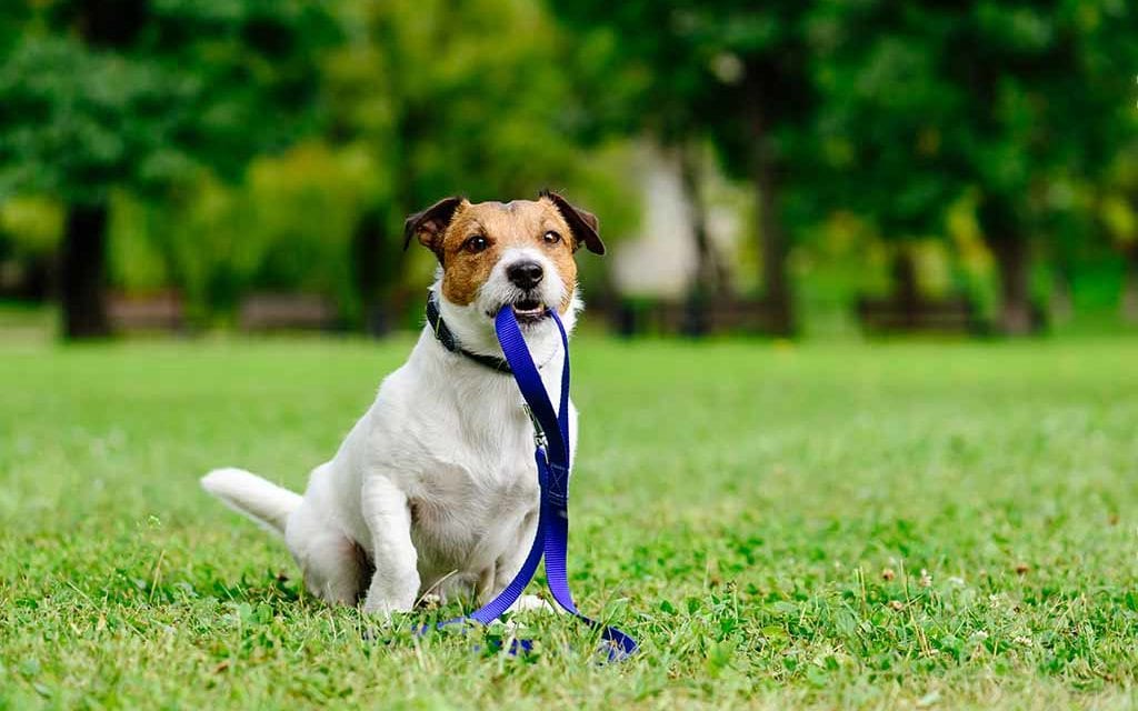 Top 10 Best Dog Leashes to Buy