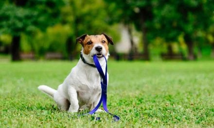 Top 10 Best Dog Leashes to Buy