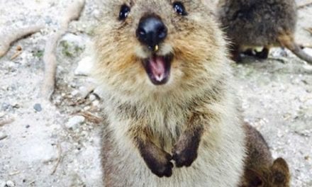 A Happy Quokka