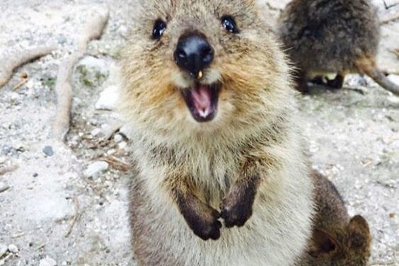 A Happy Quokka