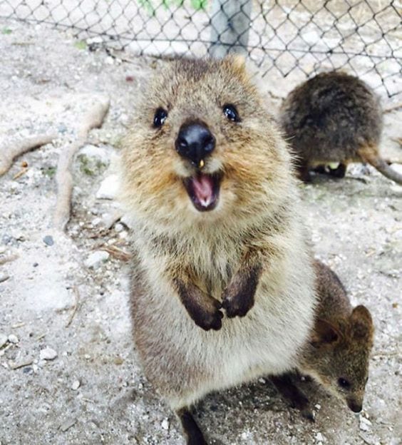 A Happy Quokka